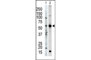 Image no. 1 for anti-Protein Kinase C and Casein Kinase Substrate in Neurons 2 (PACSIN2) (C-Term) antibody (ABIN360555) (PACSIN2 antibody  (C-Term))
