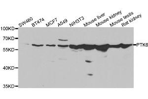 Western blot analysis of extracts of various cell lines, using PTK6 antibody. (PTK6 antibody)