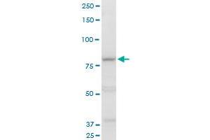 COG2 polyclonal antibody (A01), Lot # 070226JCSa. (COG2 antibody  (AA 639-738))