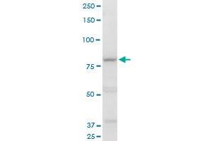 COG2 polyclonal antibody (A01), Lot # 070226JCSa.