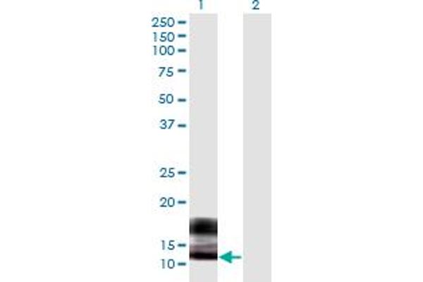 SPRR2F Antikörper  (AA 1-72)