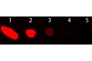 Dot Blot of Donkey anti-Goat IgG Antibody Texas Red Conjugated. (Donkey anti-Goat IgG (Heavy & Light Chain) Antibody (Texas Red (TR)) - Preadsorbed)