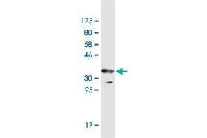 Western Blot detection against Immunogen (37. (HERC3 antibody  (AA 1-109))