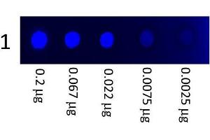 A three-fold serial dilution of Mouse IgG3 (FITC) starting at 200 ng was spotted onto 0. (Mouse IgG3 isotype control (FITC))