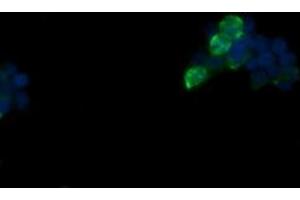 Image no. 1 for anti-Fetal and Adult Testis Expressed 1 (FATE1) antibody (ABIN1498226) (FATE1 antibody)