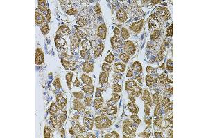 Immunohistochemistry of paraffin-embedded human stomach using UQCRC1 antibody. (UQCRC1 antibody)