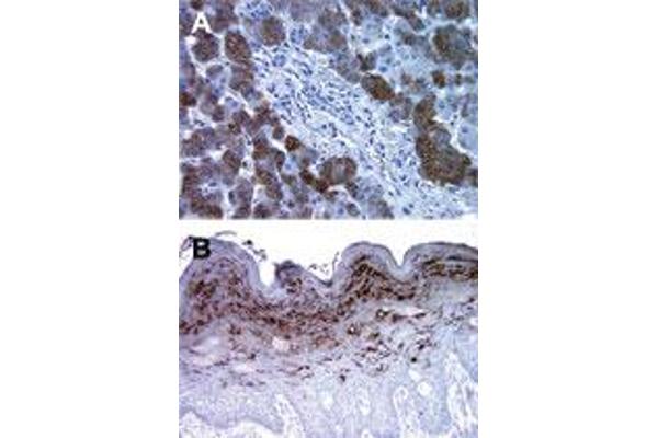 Bax Inhibitor 1 antibody