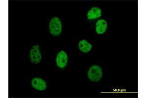Immunofluorescence of purified MaxPab antibody to DAZAP1 on HeLa cell. (DAZAP1 antibody  (AA 1-407))