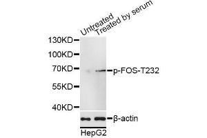 Western blot analysis of extracts of HepG2 cells, using Phospho-FOS-T232 antibody (ABIN5969895) at 1/1000 dilution. (c-FOS antibody  (pThr232))