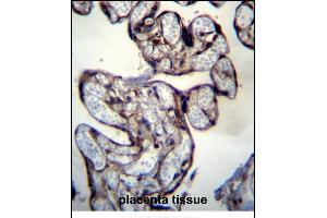 BNIP2 Antibody (C-term) (ABIN657307 and ABIN2846385) immunohistochemistry analysis in formalin fixed and paraffin embedded human placenta tissue followed by peroxidase conjugation of the secondary antibody and DAB staining. (BNIP2 antibody  (C-Term))