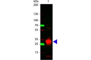 Image no. 1 for Rabbit anti-Human IgG (Fc Region) antibody (ABIN300553) (Rabbit anti-Human IgG (Fc Region) Antibody)