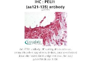 Image no. 1 for anti-Pellino E3 Ubiquitin Protein Ligase 1 (PELI1) (AA 121-135) antibody (ABIN1737979) (Pellino 1 antibody  (AA 121-135))