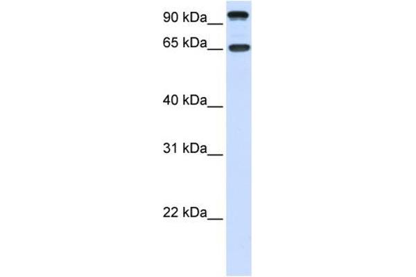 NTRK3 antibody  (C-Term)