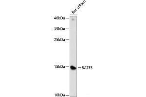 Western blot analysis of extracts of Rat spleen using BATF3 Polyclonal Antibody at dilution of 1:1000. (BATF3 antibody)