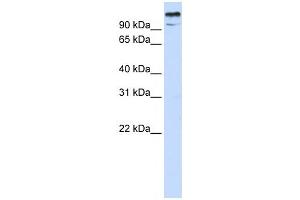 Western Blotting (WB) image for anti-Zinc Finger and BTB Domain-Containing Protein 10 (ZBTB10) antibody (ABIN2458278)