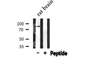Western blot analysis of NEDD9 expression in Rat brain lysate (NEDD9 antibody  (Internal Region))