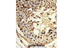 Formalin-fixed and paraffin-embedded human testis tissue reacted with ARGLU1 Antibody (N-term), which was peroxidase-conjugated to the secondary antibody, followed by DAB staining. (ARGLU1 antibody  (N-Term))