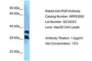 Image no. 1 for anti-Phosphoglycolate Phosphatase (PGP) (C-Term) antibody (ABIN6749960) (PGP antibody  (C-Term))