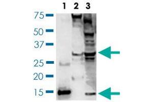 Western blot (Cell lysate) analysis of BDNF expression of SH-SY5Y cell lysates.