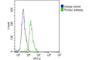 Overlay histogram showing Jurkat cells stained with Antibody (green line). (CCT8L2 antibody  (AA 92-124))