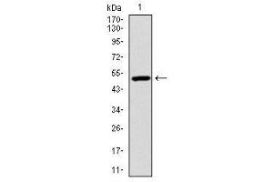 Image no. 1 for anti-Ubiquitin B (UBB) antibody (ABIN1501611) (Ubiquitin B antibody)