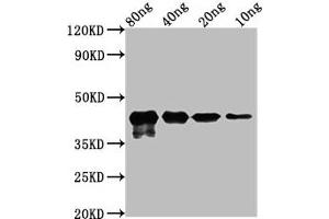 anti-Uncharacterized Lipoprotein MPN_083 (MPN083) (AA 22-242) antibody