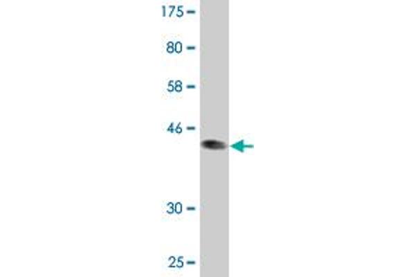 Basonuclin 1 antibody  (AA 599-705)