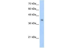 VSIG4 antibody used at 5 ug/ml to detect target protein. (VSIG4 antibody  (N-Term))