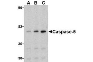 Image no. 2 for anti-Caspase 5, Apoptosis-Related Cysteine Peptidase (CASP5) antibody (ABIN319133) (CASP5 antibody)
