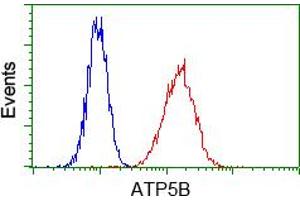 Image no. 6 for anti-ATP Synthase, H+ Transporting, Mitochondrial F1 Complex, beta Polypeptide (ATP5B) antibody (ABIN1496766) (ATP5B antibody)