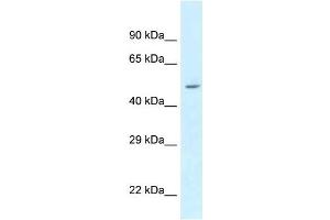 Western Blot showing ATXN10 antibody used at a concentration of 1 ug/ml against 293T Cell Lysate