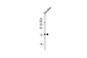 Anti-gabarapl2 Antibody (N-term) at 1:1000 dilution + Zebrafish lysates Lysates/proteins at 20 μg per lane.