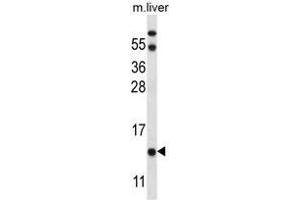 UQCRB Antibody (Center) western blot analysis in mouse liver tissue lysates (35 µg/lane). (UQCRB antibody  (Middle Region))