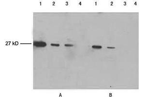 Lane 1-3: 100 ng, 25 ng, 10 ng GFP fusion proteinLane 4: Negative controlPrimary antibody: A. (GFP antibody)