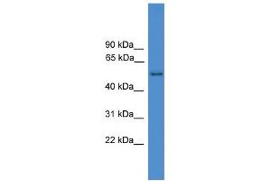 WB Suggested Anti-SERPINF2 Antibody Titration: 0. (alpha 2 Antiplasmin antibody  (N-Term))