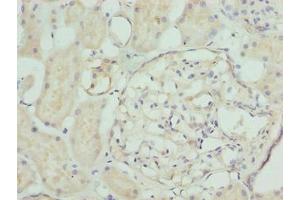 Immunohistochemistry of paraffin-embedded human kidney tissue using ABIN7161542 at dilution of 1:100 (NFAM1 antibody  (AA 186-270))