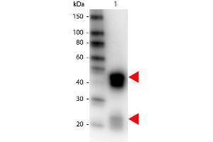 Western Blotting (WB) image for Donkey anti-Rabbit IgG (Heavy & Light Chain) antibody (HRP) - Preadsorbed (ABIN101955)