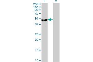 Western Blot analysis of PA2G4 expression in transfected 293T cell line by PA2G4 MaxPab polyclonal antibody. (PA2G4 antibody  (AA 1-394))