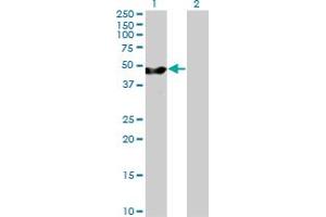 Western Blot analysis of PA2G4 expression in transfected 293T cell line by PA2G4 MaxPab polyclonal antibody.