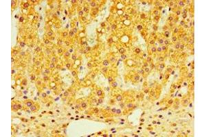 Immunohistochemistry of paraffin-embedded human adrenal gland tissue using ABIN7148491 at dilution of 1:100 (GPS1 antibody  (AA 222-491))