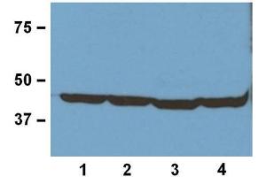 1:1000 (1μg/mL) Ab dilution used in WB of 20μg/lane tissue lysates from human (1), mouse (2), rat (3), and rabbit (4) (ERK1 antibody)