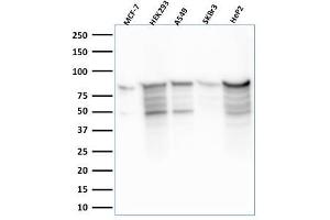 Western Blot Analysis of MCF-7, HEK-293, A549, SKBr3, HeP2 lysate using MCM7 Mouse Monoclonal Antibody (MCM7/2756R). (Recombinant MCM7 antibody  (AA 195-319))