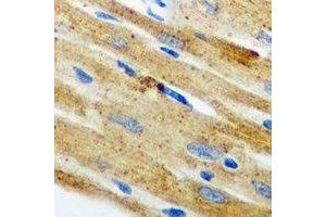 Immunohistochemical analysis of Nop30 staining in mouse heart formalin fixed paraffin embedded tissue section. (NOL3 antibody)