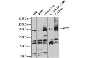 Western blot analysis of extracts of various cell lines, using  antibody (ABIN1678678, ABIN3017841, ABIN3017842 and ABIN6220287) at 1:1000 dilution. (AOX1 antibody  (AA 340-590))