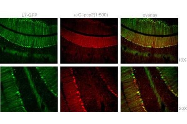 Pcp2 antibody  (C-Term)