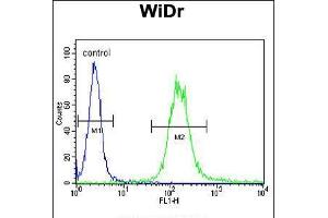 Flow cytometric analysis of WiDr cells (right histogram) compared to a negative control cell (left histogram). (IGF1 antibody  (N-Term))
