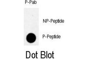 Dot Blot (DB) image for anti-RAD9 Homolog A (S. Pombe) (RAD9A) (pSer328) antibody (ABIN3001777) (RAD9A antibody  (pSer328))