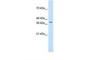 Image no. 1 for anti-Transcription Factor B2, Mitochondrial (TFB2M) (AA 101-150) antibody (ABIN324355) (TFB2M antibody  (AA 101-150))