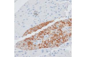 Immunohistochemistry of paraffin-embedded mouse pancreas using PAEP antibody (ABIN6292222) at dilution of 1:100 (40x lens).