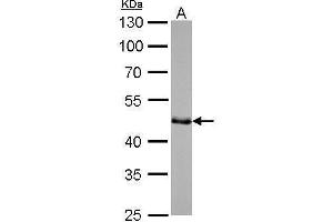 WB Image GAP43 antibody detects GAP43 protein by Western blot analysis. (GAP43 antibody)